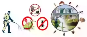 شركة رش ومكافحة حشرات